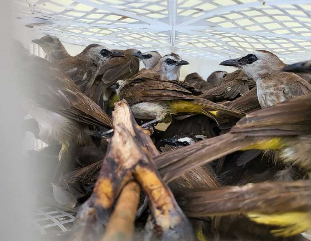 Sejumlah satwa liar di antaranya burung kicau yang rencananya akan diselundupkan ke Pasar Pramuka Jakarta Timur berhasil digagalkan. | Foto: Ist/IDN Times