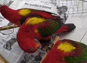 Petugas Karantina Ternate Gagalkan Penyelundupan Burung Nuri Kasturi