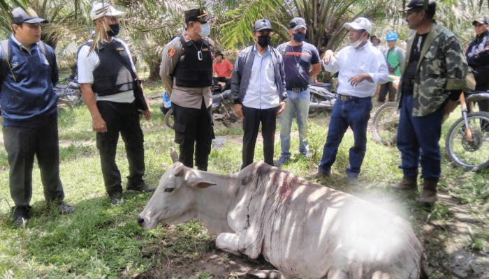 Pakan Berkurang, Harimau Diduga Terkam Hewan Ternak di Areal PTPN