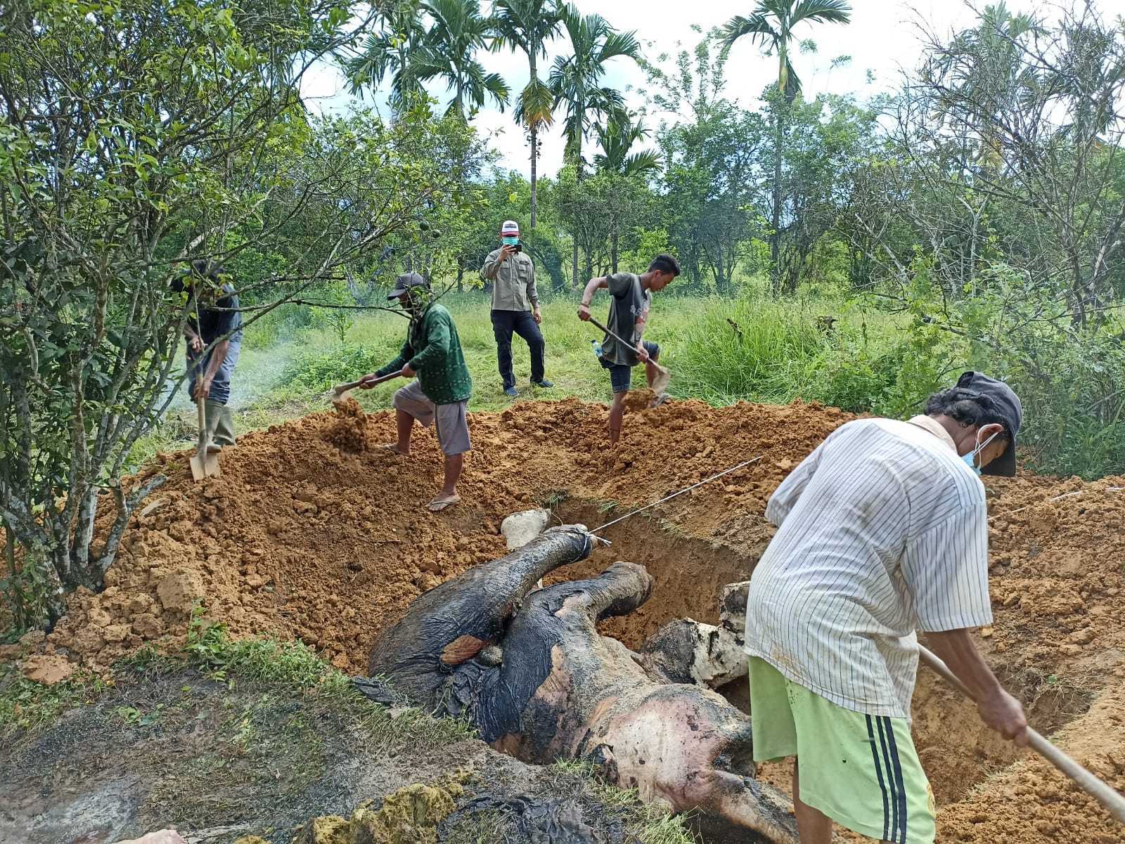 Elephas maximus sumatrensis dikubur oleh tim dan dibantu masyarakat setempat. | Foto: BBKSDA Sumut