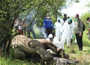 Dua Gajah Ditemukan Mati Membusuk di Langkat