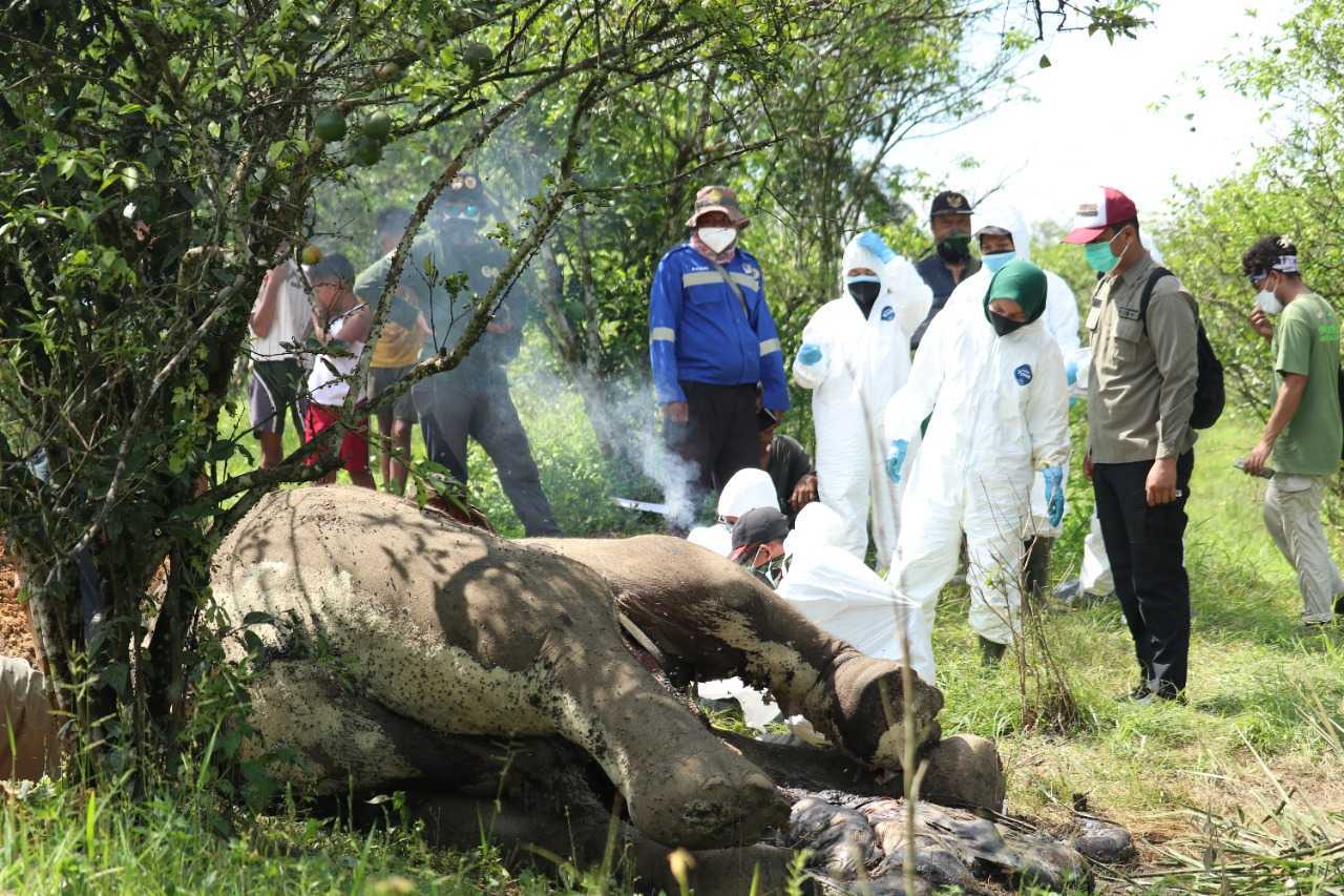 Gajah ditemukan mati di perkebunan jeruk milik warga yang berada di Hutan Produksi Terbatas. | Foto: BBKSDA Sumut