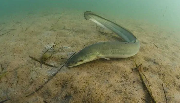 Menengok Cara Ikan Bermigrasi