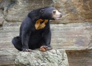 Usai Tes Kesehatan, Beruang Madu Akhirnya Ditranslokasi ke Kalimantan