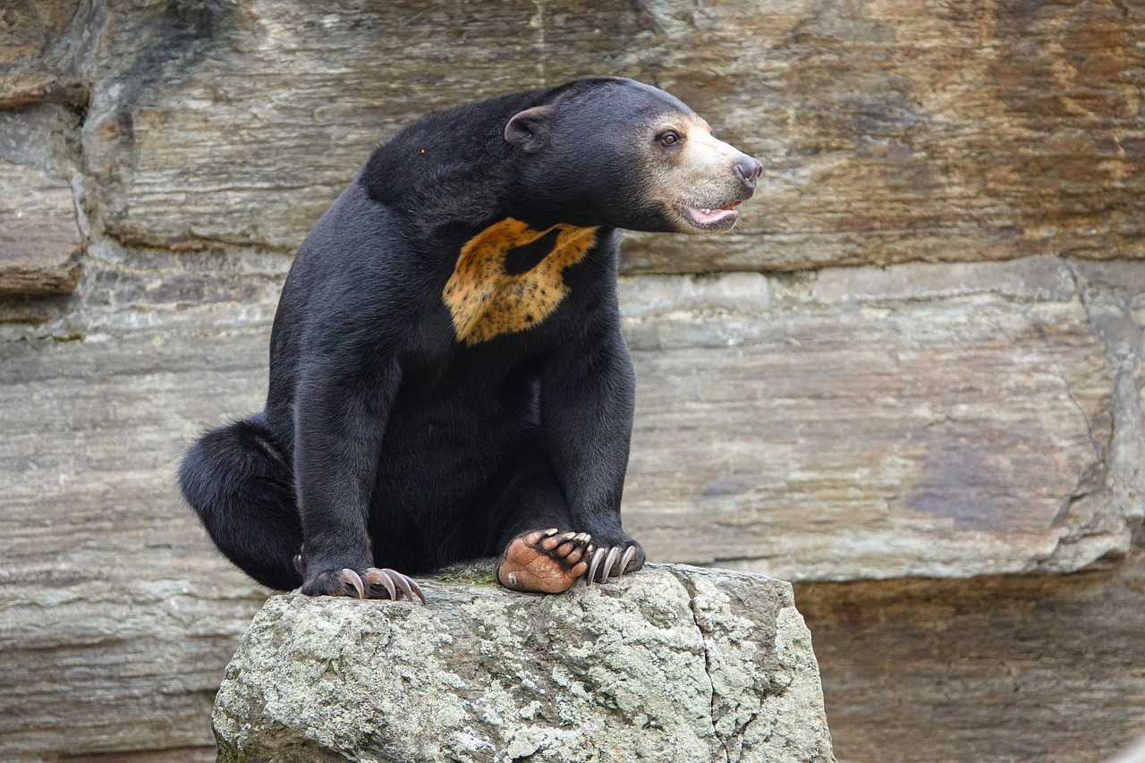 Ilustrasi beruang madu (Helarctos malayanus). | Foto: Slavan V/Pixabay
