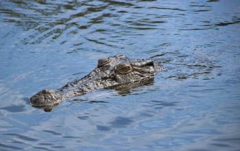 Ilustrasi buaya muara (Crocodylus porosus). | Foto: Polletix/PixabayIlustrasi buaya muara (Crocodylus porosus). | Foto: Polletix/Pixabay