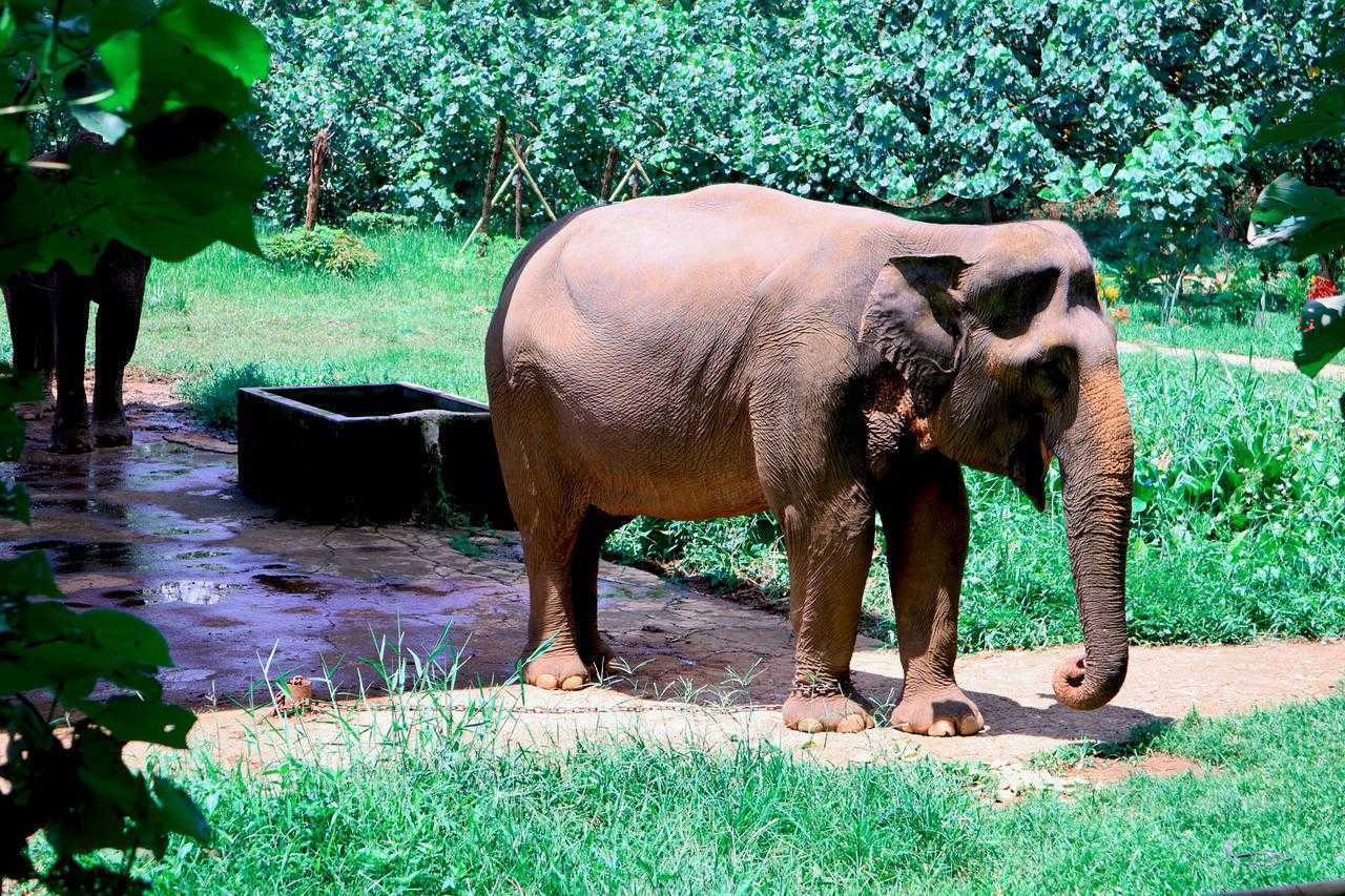 Ilustrasi gajah sumatera (Elephas maximus sumatrensis). | Foto: Pixabay