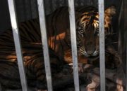 Miris, Populasi Harimau Sumatera di Jambi Kurang dari 200 Ekor!