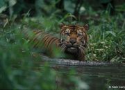 Harimau Sumatera Diduga Terkam Seorang Kontraktor di Areal PT PDIW