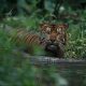 Ilustrasi harimau sumatera (Panthera tigris sumatrae). | Foto: Alain Compost/WCS