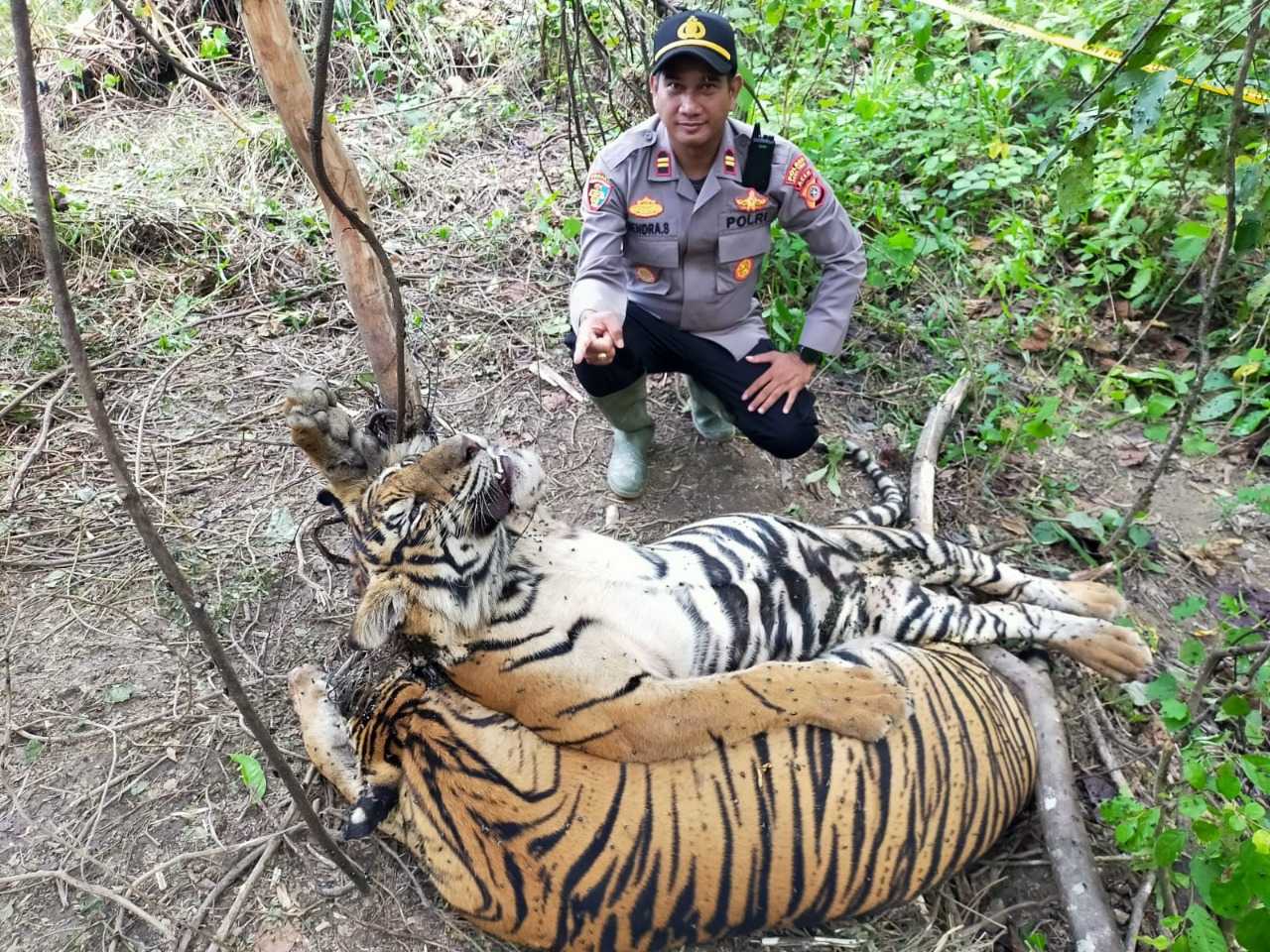Petugas Polres Aceh Timur saat berada di lokasi ditemukannya dua ekor satwa endemik Pulau Sumatera yang terkena jerat babi di hutan Desa Srimulya. | Foto: Polres Aceh Timur