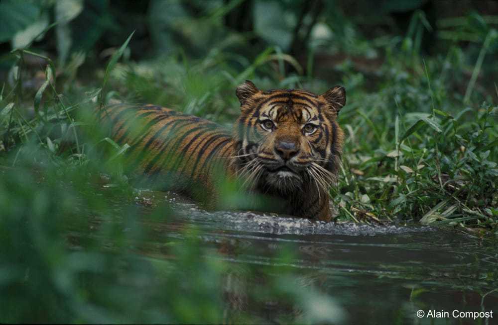 Ilustrasi harimau sumatera (Panthera tigris sumatrae). | Foto: Alain Compost/WCS