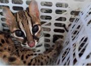 Terjadi Penyelundupan dari Kalimantan, Kucing Hutan Diamankan Petugas