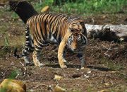 Melintas di Kawasan Konservasi, Harimau Sumatera Akan Dievakuasi