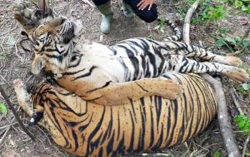 Gambar dua ekor harimau sumatera yang terlebih dahulu ditemukan mati oleh petugas di kawasan PT Aloer Timur, Minggu (24/4). | Foto: Polres Aceh Timur