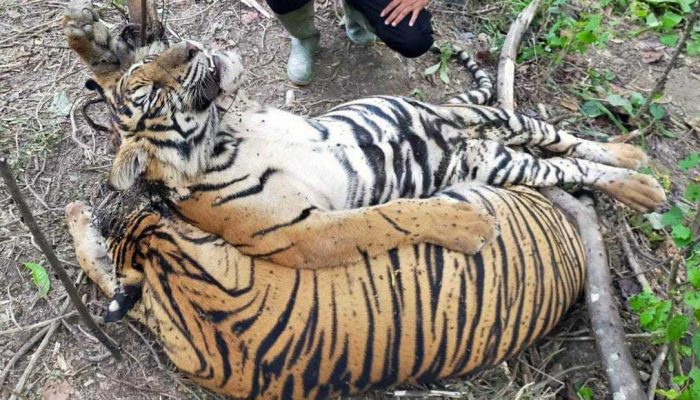 Harimau Kembali Ditemukan Mati Mengenaskan di Areal PT Aloer Timur
