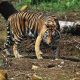 Ilustrasi harimau sumatera (Panthera tigris sumatrae). | Foto: Wikimedia Common/Greeners