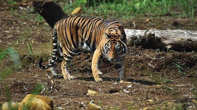 Ilustrasi harimau sumatera (Panthera tigris sumatrae). | Foto: Wikimedia Common/Greeners
