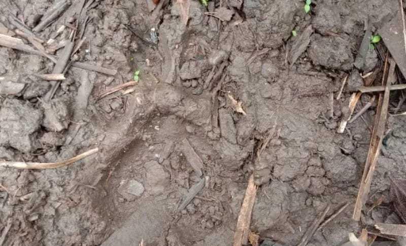 Jejak kaki harimau sumatera. | Foto: Antara
