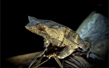 Gambar katak tanduk jawa di hutan Pegunungan Sanggabuana. | Foto: Deby Sugiri/SCF