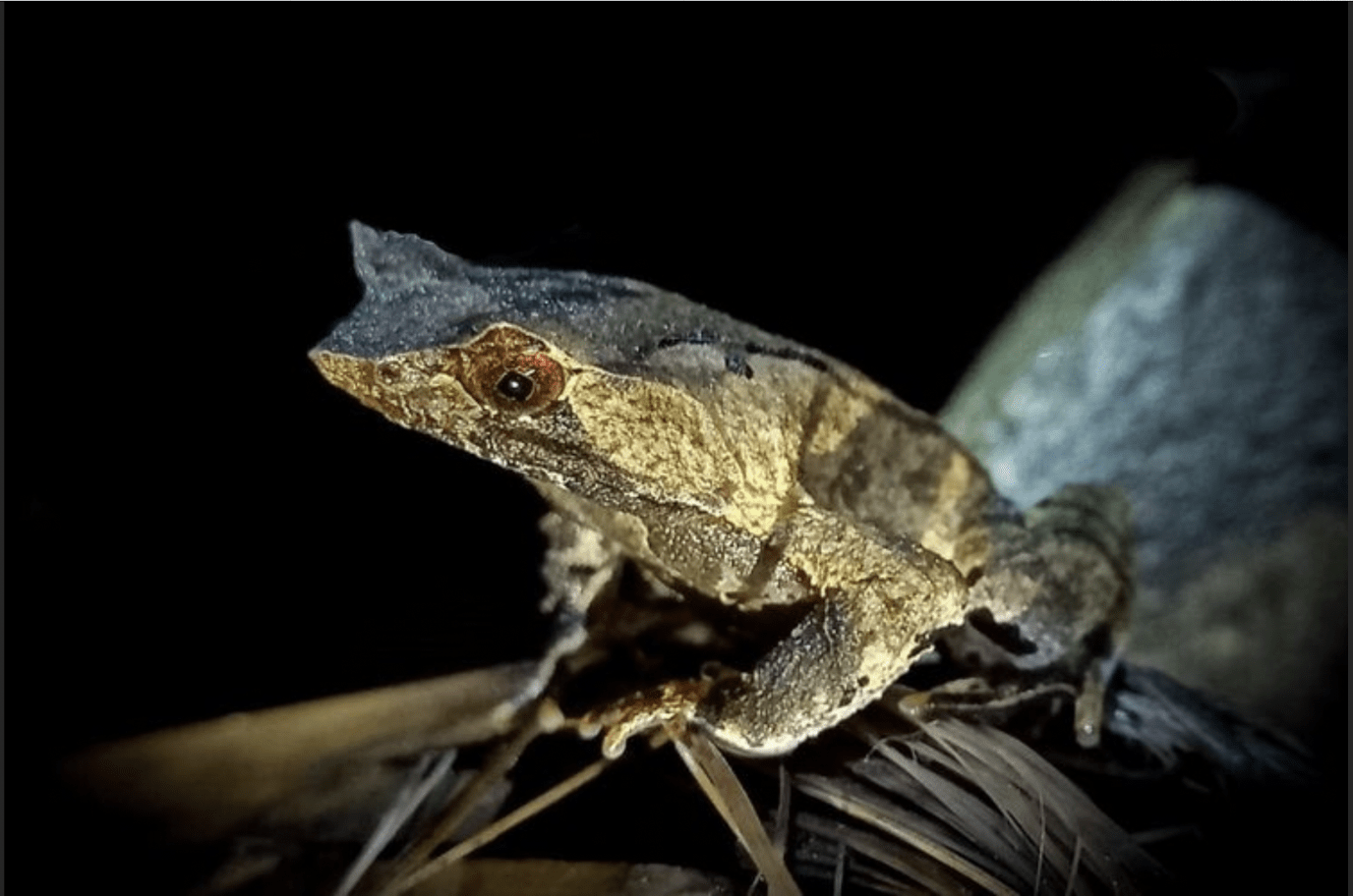 Gambar katak tanduk jawa di hutan Pegunungan Sanggabuana. | Foto: Deby Sugiri/SCF