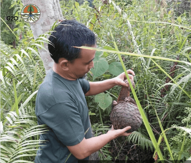 Trenggiling hasil serahan warga, dilepasliarkan oleh BKSDA Sumatera Barat pada Selasa (19/4) di kawasan konservasi Suaka Margasatwa Barisan. | Foto: BKSDA Sumbar