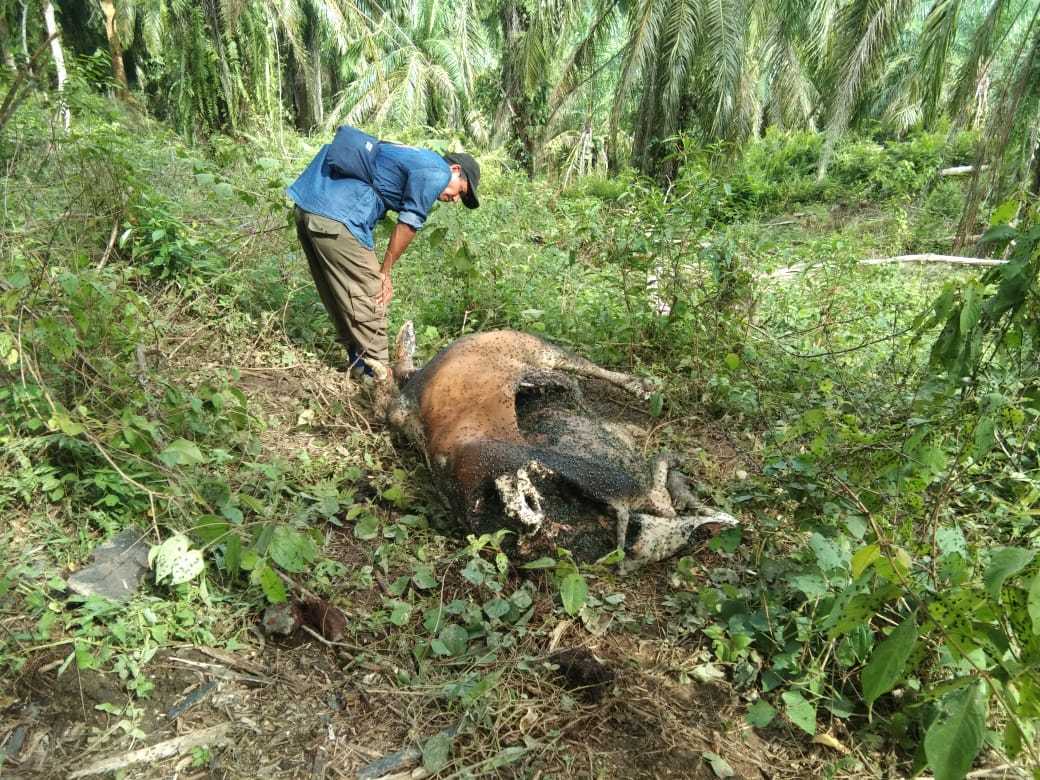 Petugas melihat kondisi hewan Ternak yang diduga dimangsa harimau sumatera di Dusun Sumber Waras, Desa Sei Serdang, Kecamatan Batang Serangan, Kabupaten Langkat. | Foto: BKSDA Sumut