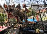 Tiga Ekor Kucing Hutan Diperkirakan Berusia 3 Bulan Dilepasliarkan