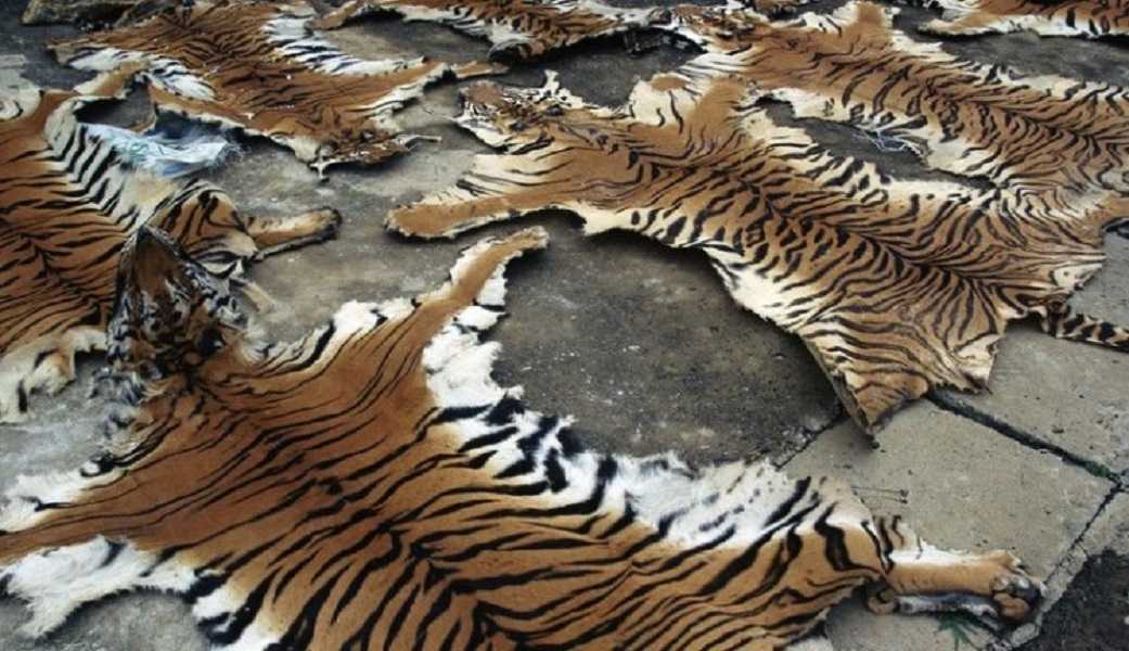 Ilustrasi kulit harimau sumatera. | Foto: Reqnews