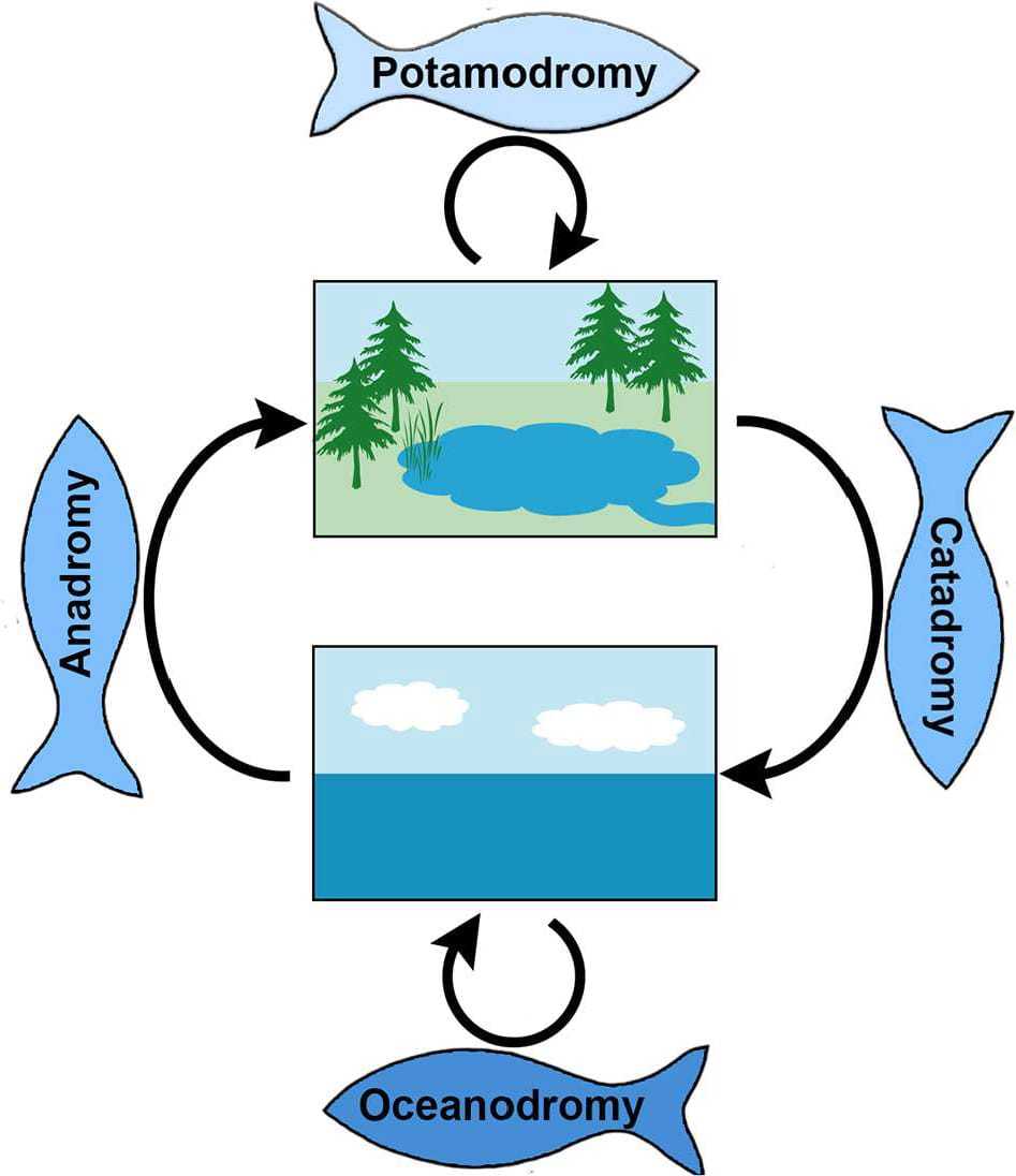 Jenis-jenis migrasi ikan berdasarkan lokasi asal dan lokasi tujuannya. | Sumber: Tamario dkk. (2019).