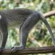 Ilustrasi satwa liar, seekor monyet ekor panjang (Macaca fascicularis). | Foto: Global Giving/News Unair
