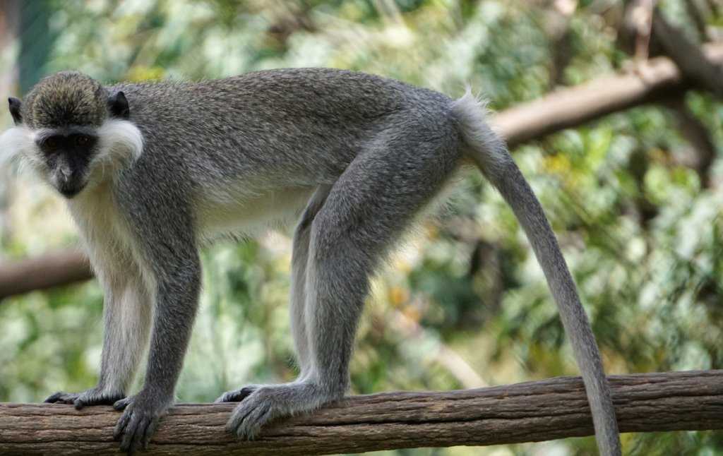 Ilustrasi satwa liar, seekor monyet ekor panjang (Macaca fascicularis). | Foto: Global Giving/News Unair