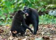 Monyet Yaki Terancam Punah, Pusat Rehabilitasi pun Dibangun di Hutan Masarang
