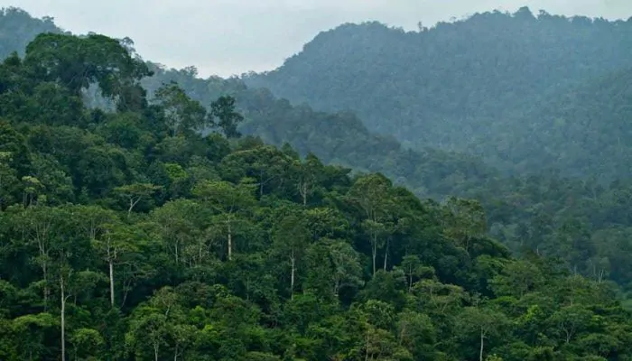 Berkabar dengan Hutan Dunia