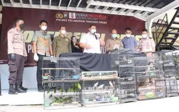 Ratusan ekor burung dilindungi diselundupkan dari Kota Banjarmasin, Kalimantan Selatan menggunakan kapal KM Dharma Rucitra I Banjarmasin, dan berhasil digagalkan oleh petugas gabungan di Pelabuhan Jamrud Tanjung Perak Surabaya. | Foto: Praditya Fauzi Rahman/Detik