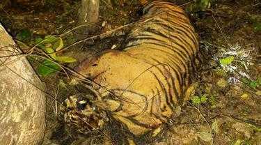 Seekor harimau sumatera yang mati akibat terkena jerat yang diduga diperuntukan menjebak babi di kawasan perkebunan sawit di kawasan PT Aloer Timur, Desa Srimulya, Kecamatan Peunaron, Kabupaten Aceh Timur, Minggu (24/4). | Foto: Istimewa/Liputan6