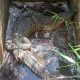 Salah satu ekor buaya yang berhasil diamankan oleh tim BKSDA Sumatera Selatan bersama Komunitas Reptil dan masyarakat setempat. | Foto: Sumselupdate