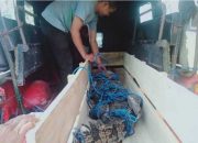 Dijaring Sejumlah Nelayan, Buaya Muara Dipindahkan ke Kantor BKSDA
