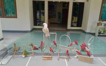 Burung kakatua, burung nuri, dan burung perkici pelangi yang berhasil diamankan oleh petugas Resort Amahai BKSDA Maluku dari Kapal KM Arta Mulia di Pelabuhan Laut Ina Marina Kota Masohi, Sabtu (7/5). | Foto: BKSDA Maluku