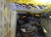 Polisi Gagalkan Penyelundupan 643 Ekor Burung Kicau ke Pulau Jawa