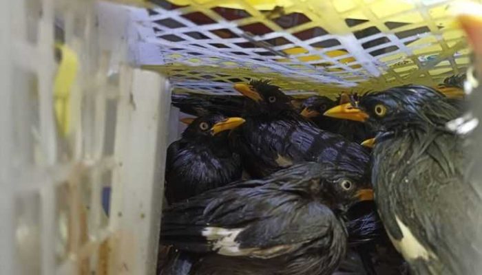 Polisi Gagalkan Penyelundupan 643 Ekor Burung Kicau ke Pulau Jawa