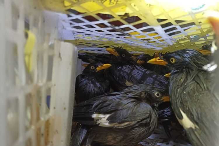 Ratusan burung kicau asal Sumatera yang hendak dikirim ke Pulau Jawa berhasil digagalkan KSKP Bakauheni, Selasa (24/5). | Foto: Dok. KSKP Bakauheni