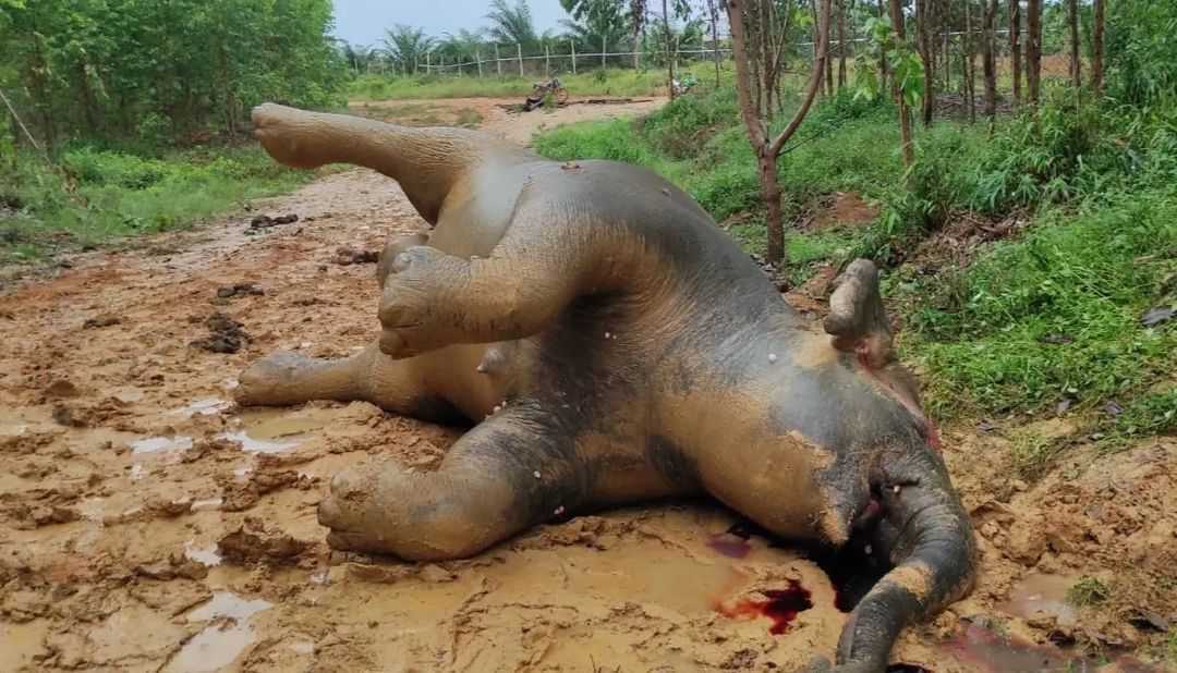 Bangkai gajah sumatera ditemukan dalam kondisi bunting. | Foto: BBKSDA Riau