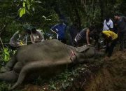 Gajah Tanpa Gading Diduga Mati Akibat Tersengat Listrik di Aceh Tenggara
