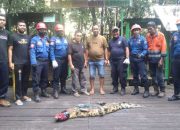 Takut Ganggu Wisatawan, Buaya Dievakuasi dari Hutan Mangrove