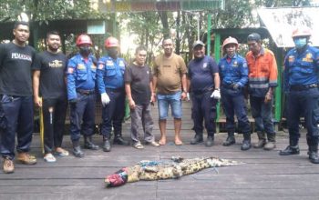 Seekor buaya (Crocodylidae) berhasil dievakuasi oleh petugas dari Dinas Pemadam Kebakaran dan Penyelamatan (Disdamkartan) Kota Bontang, Kalimantan Timur pada Rabu (11/5) di kawasan wisata Hutan Mangrove Perumahan Bukit Sekatup Damai (BSD) Kelurahan Gunung Elai. | Foto: Istimewa/Pusaran Media