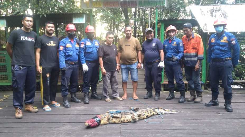 Seekor buaya (Crocodylidae) berhasil dievakuasi oleh petugas dari Dinas Pemadam Kebakaran dan Penyelamatan (Disdamkartan) Kota Bontang, Kalimantan Timur pada Rabu (11/5) di kawasan wisata Hutan Mangrove Perumahan Bukit Sekatup Damai (BSD) Kelurahan Gunung Elai. | Foto: Istimewa/Pusaran Media