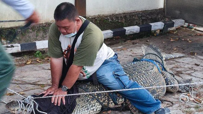 Seekor buaya berukuran besar yang berada di Sungai Aji Bengalon ditangkap warga dengan cara diikat, kemudian dievakuasi ke Polsek Bengalon sebelum diserahkan ke BKSDA Kalimantan Timur. | Foto: Polsek Bengalon