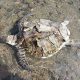 Seekor penyu hijau ditemukan mati terdampar di pesisir Pantai Kolo, Kota Bima pada Jumat (13/5). | Foto: BKSDA Bima-Dompu