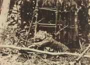 Kemunculan Satwa Diduga Harimau Jawa, Peneliti Lakukan Identifikasi Sampel Rambut
